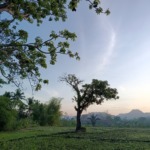 Ruang Rasa: Pohon Mangga