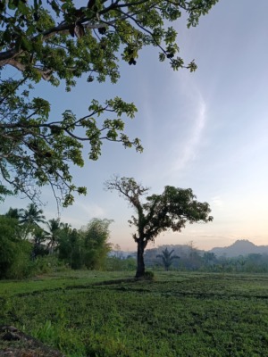Ruang Rasa: Pohon Mangga