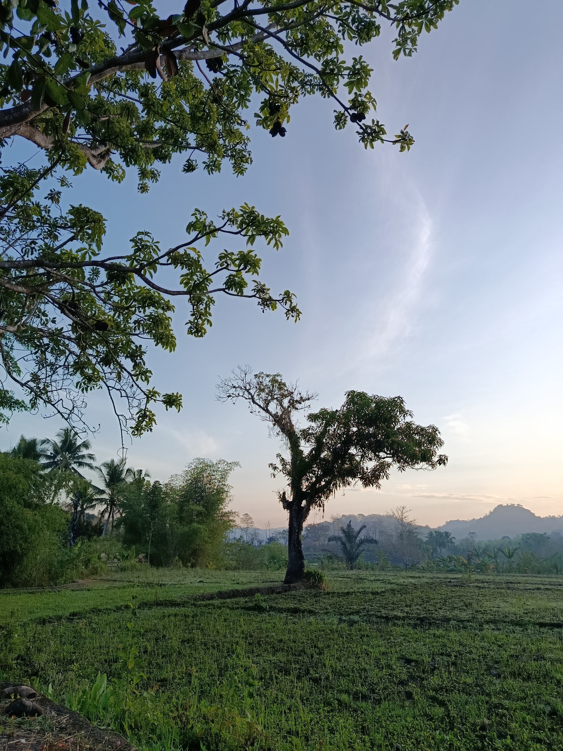Ruang Rasa: Pohon Mangga