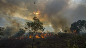 Hutan Gambut Hangus Terbakar